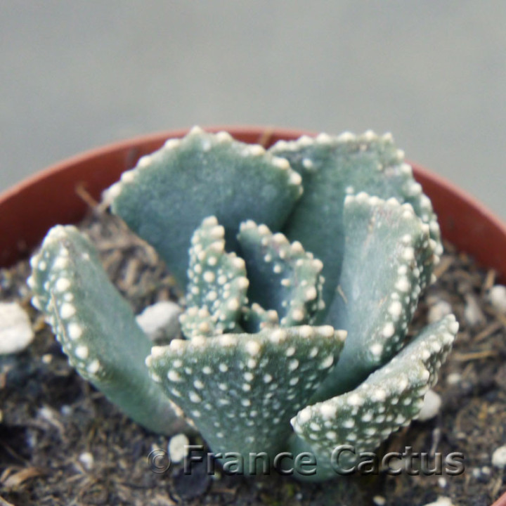 Aloinopsis malherbei 2