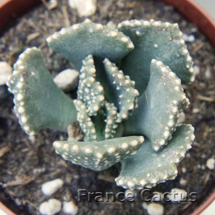 Aloinopsis malherbei 3