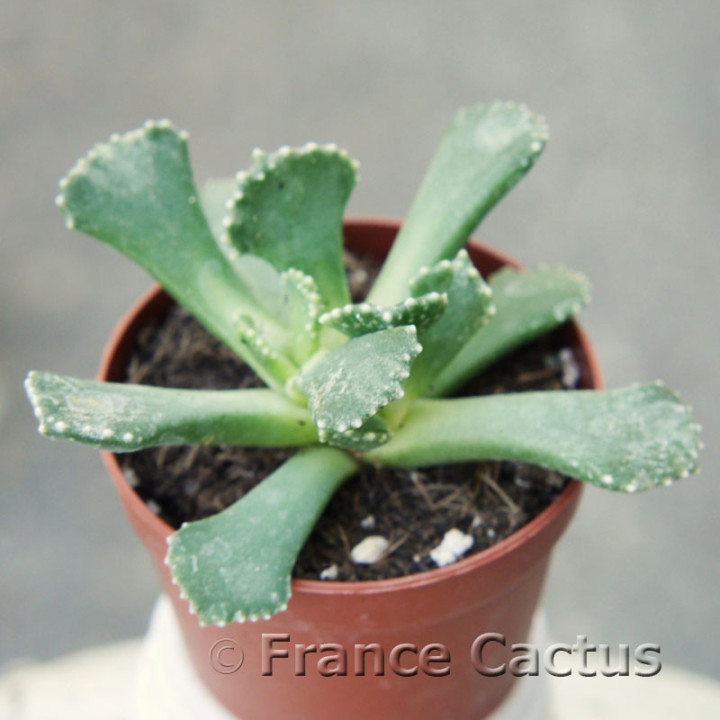 Aloinopsis malherbei 4