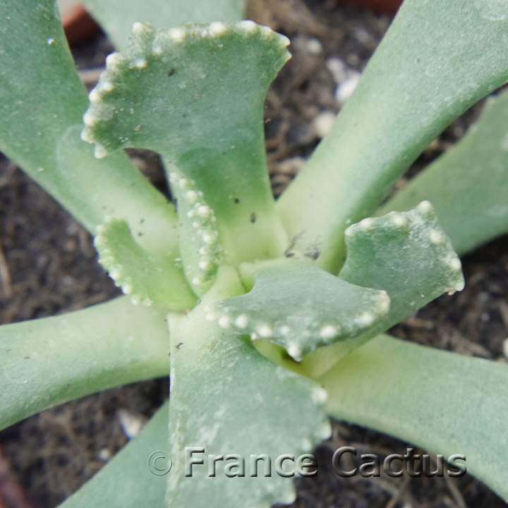 Aloinopsis malherbei 5