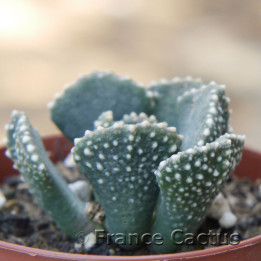 Aloinopsis malherbei 1