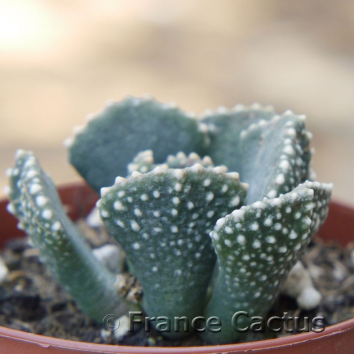 Aloinopsis malherbei 1