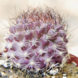 Copiapoa humilis x tenuissima 1