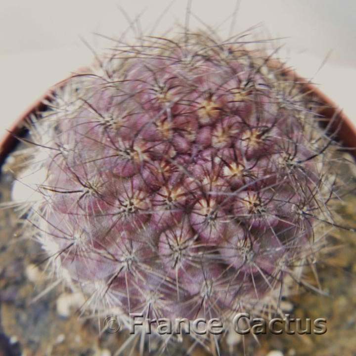 Copiapoa humilis x tenuissima 3