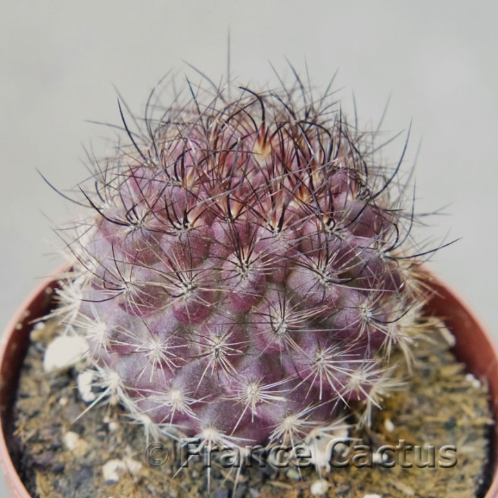 Copiapoa humilis x tenuissima 2