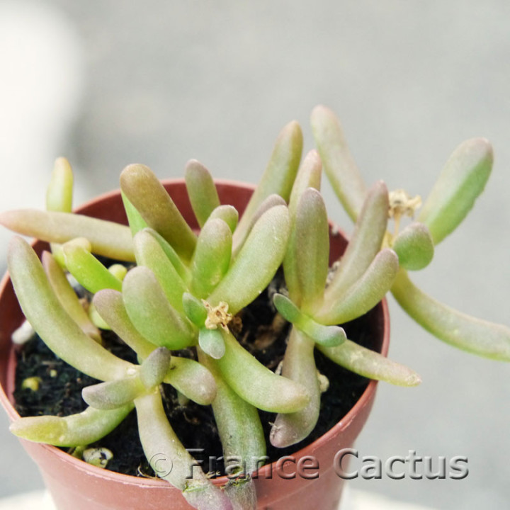 Delosperma cooperi 1