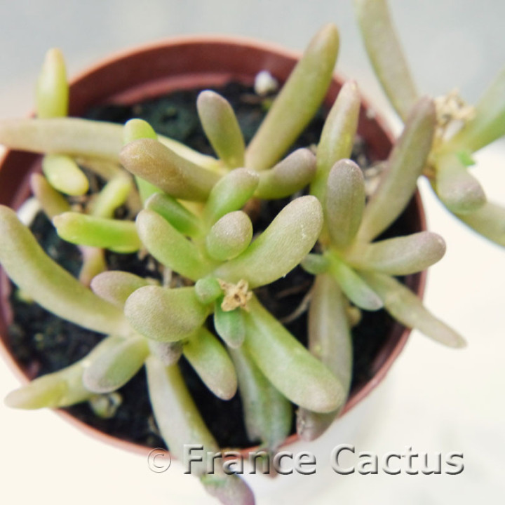Delosperma cooperi – Couvre-sol Succulent Fleurs Magenta | France Cactus