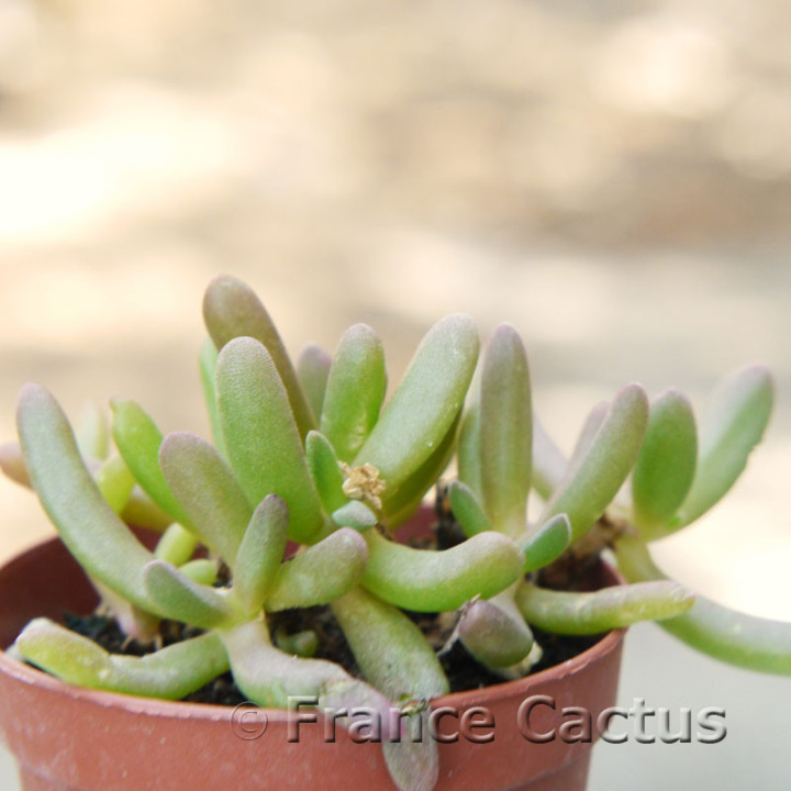 Delosperma cooperi 3