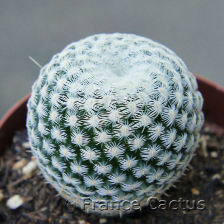 Epithelantha micromeris 2