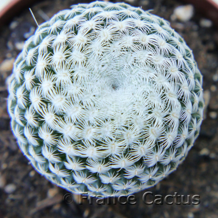 Epithelantha micromeris 3