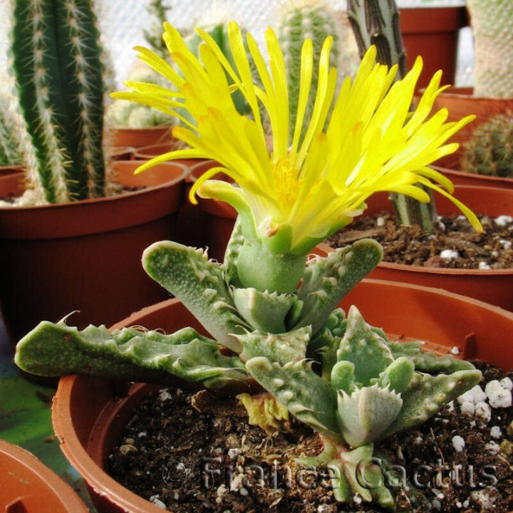 Faucaria Tuberculosa fleur 1