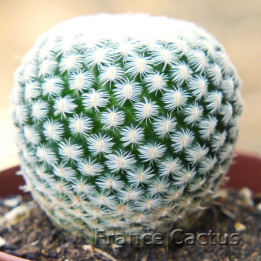 Epithelantha micromeris 1