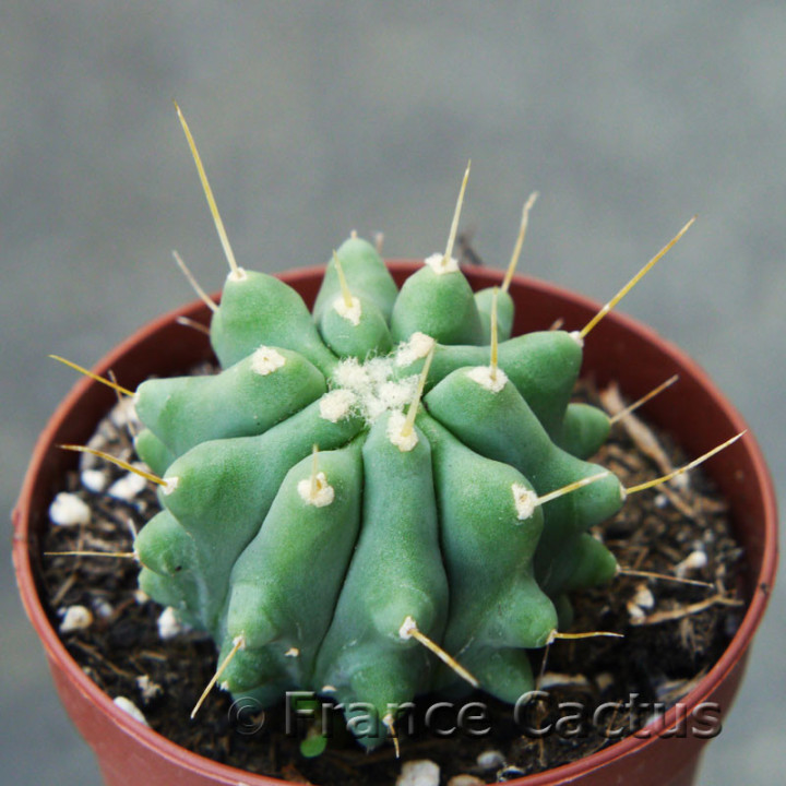 Ferocactus glaucescens inermis 1