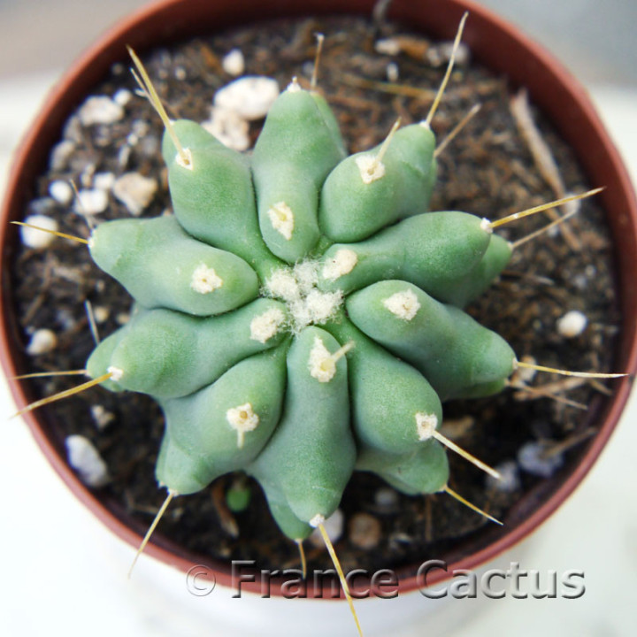 Ferocactus glaucescens inermis 2