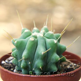 Ferocactus glaucescens inermis 3