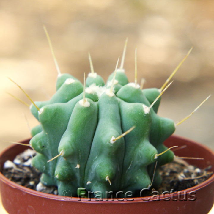 Ferocactus glaucescens inermis 3