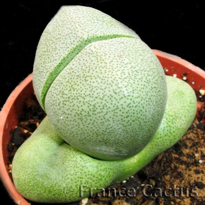 Pleiospilos Nelii bouton
