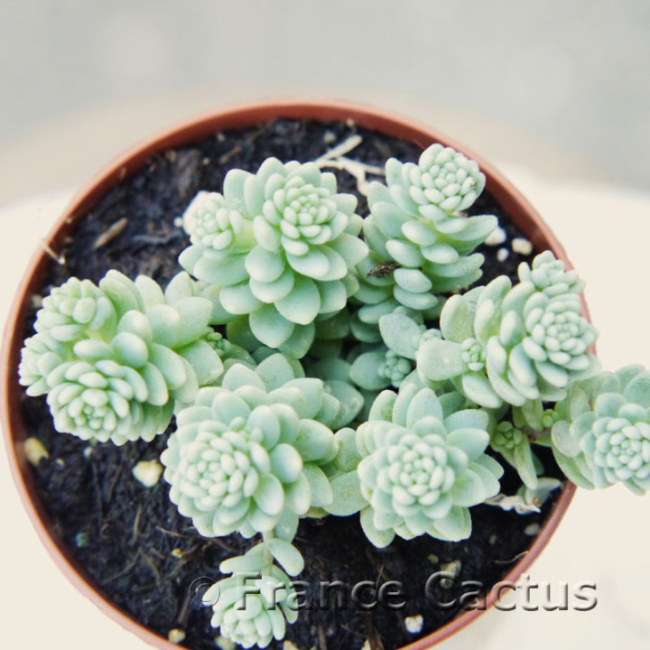 Sedum dasyphyllum 2