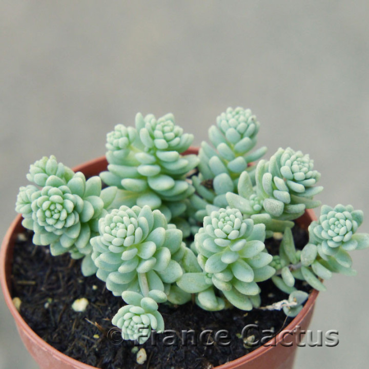 Sedum dasyphyllum 1