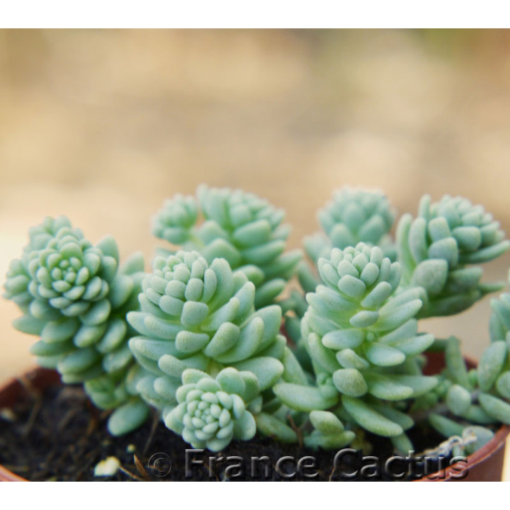 Sedum dasyphyllum 3