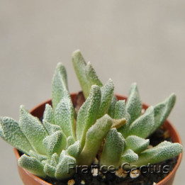 Aloinopsis rubrolineata 1