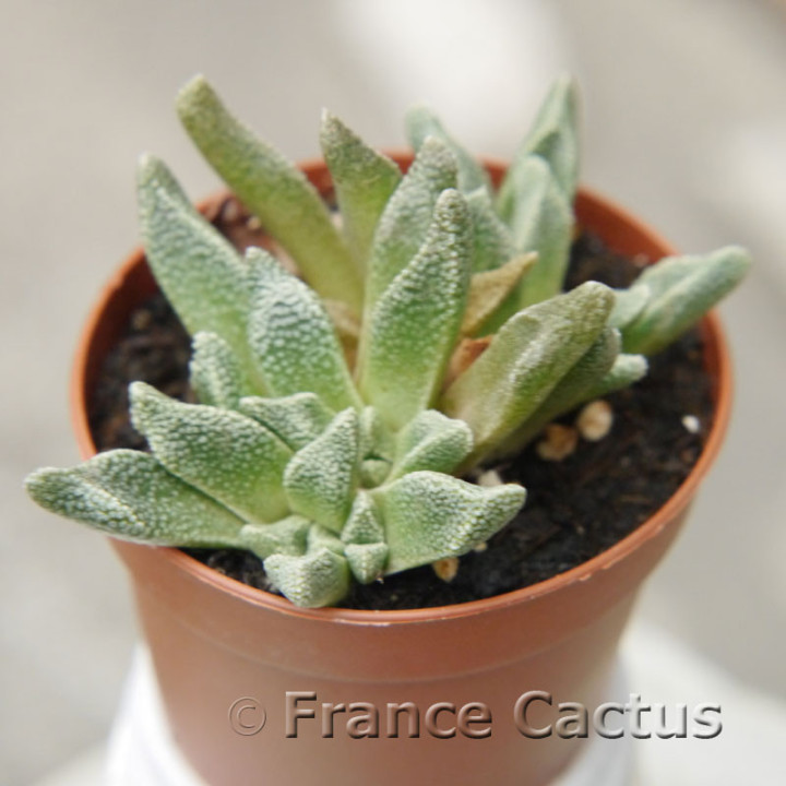 Aloinopsis rubrolineata 2