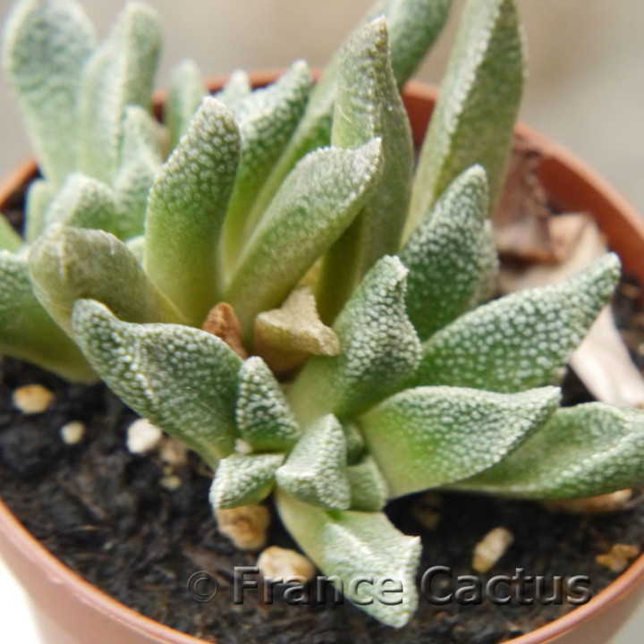 Aloinopsis rubrolineata 3