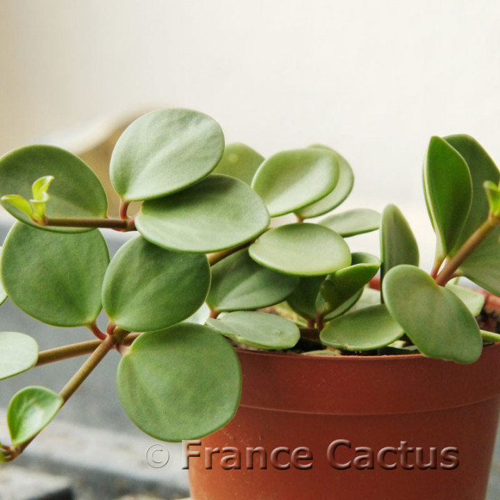 Peperomia tetraphylla 'Hope' 1