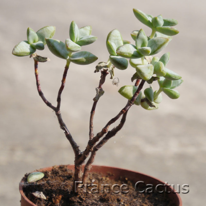 Crassula rupestris 5