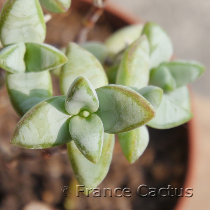 Crassula rupestris 6