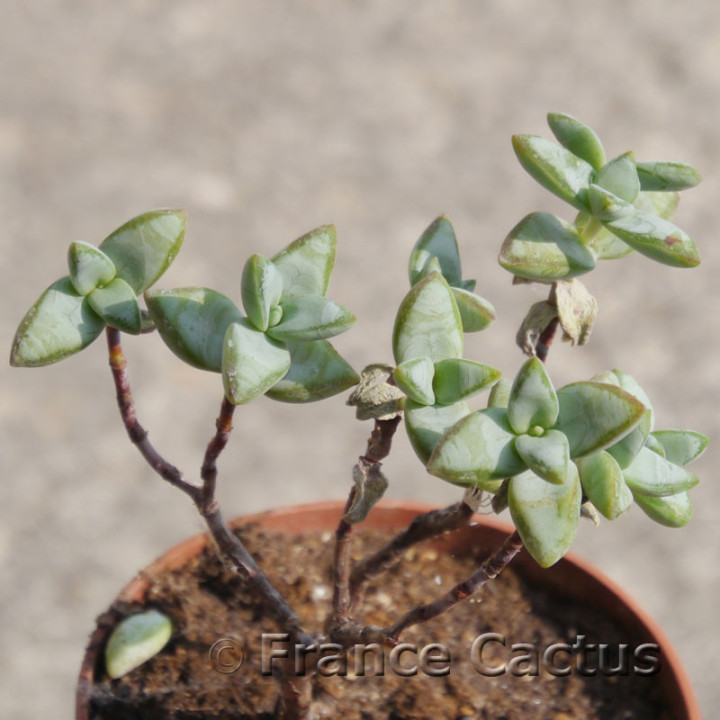 Crassula rupestris 7