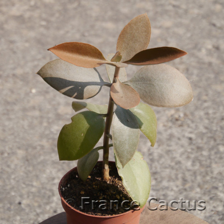 Kalanchoe orgyalis – Copper Spoons | France Cactus