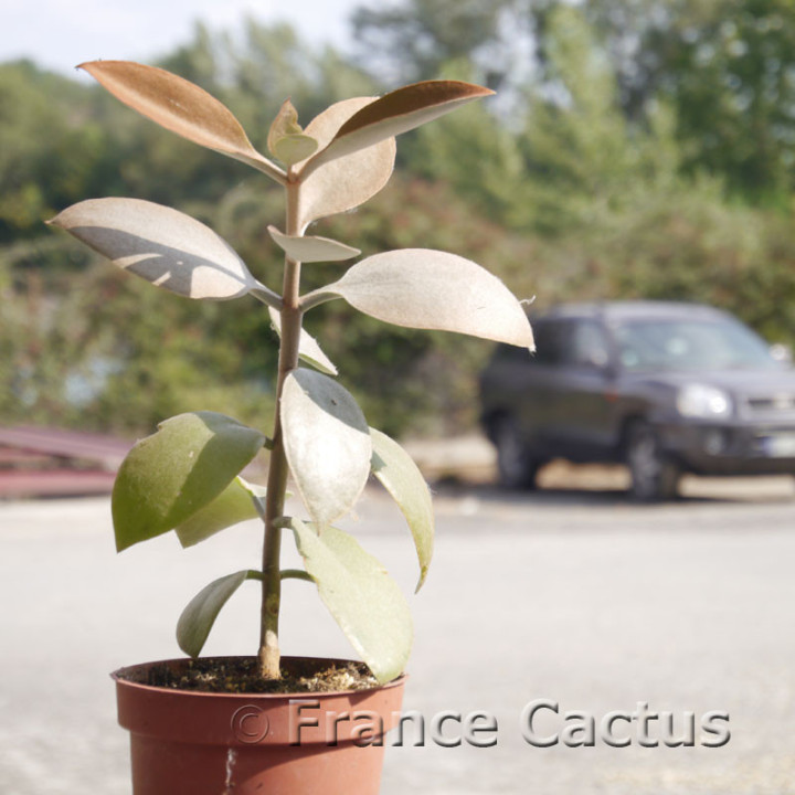 Kalanchoe orgyalis – Copper Spoons | France Cactus