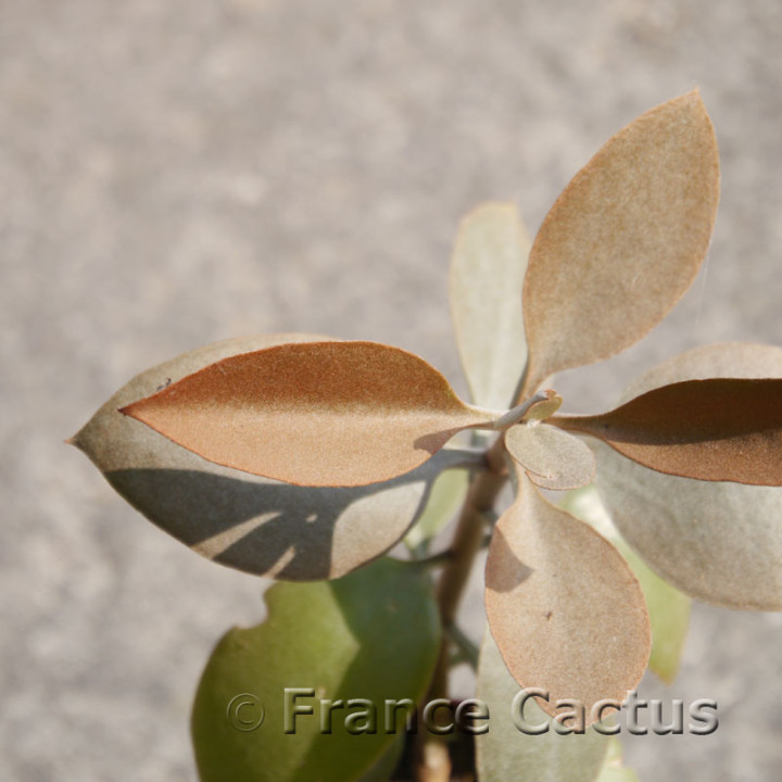 Kalanchoe orgyalis – Copper Spoons | France Cactus