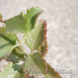 Kalanchoe sexangularis – Feuillage rouge vif | France Cactus