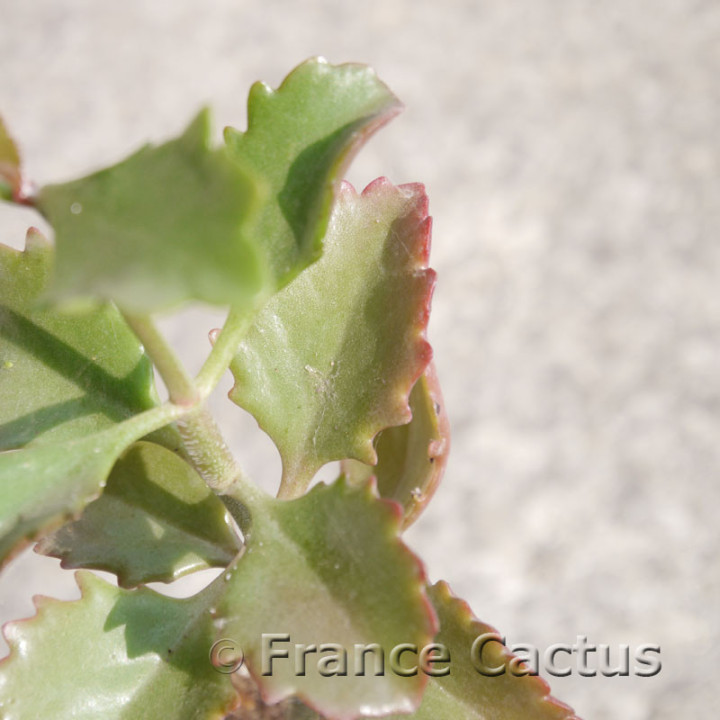 Kalanchoe sexangularis – Feuillage rouge vif | France Cactus