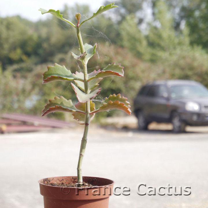 Kalanchoe sexangularis – Feuillage rouge vif | France Cactus
