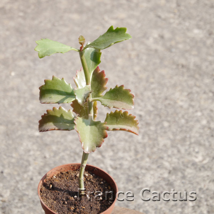 Kalanchoe sexangularis – Feuillage rouge vif | France Cactus