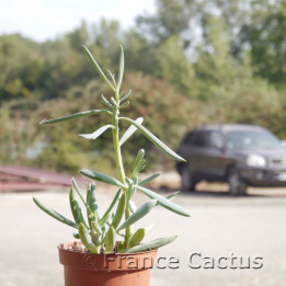 Senecio serpens 6