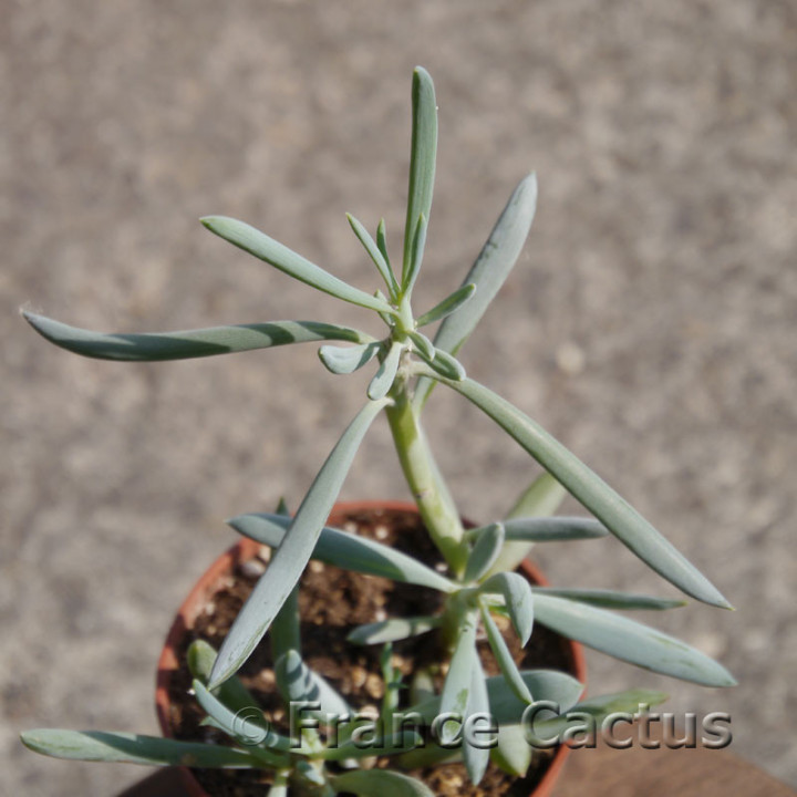 Senecio serpens 8