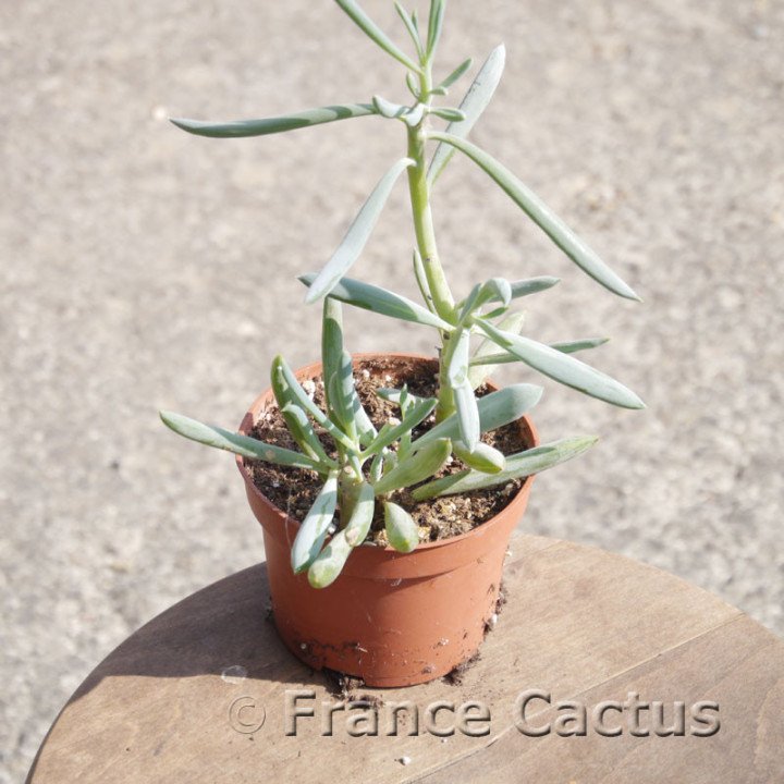 Senecio serpens 7