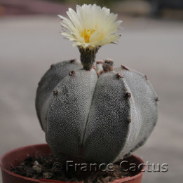 Astrophytum onzuka 6