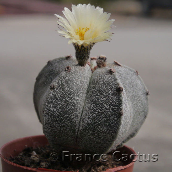 Astrophytum onzuka 6