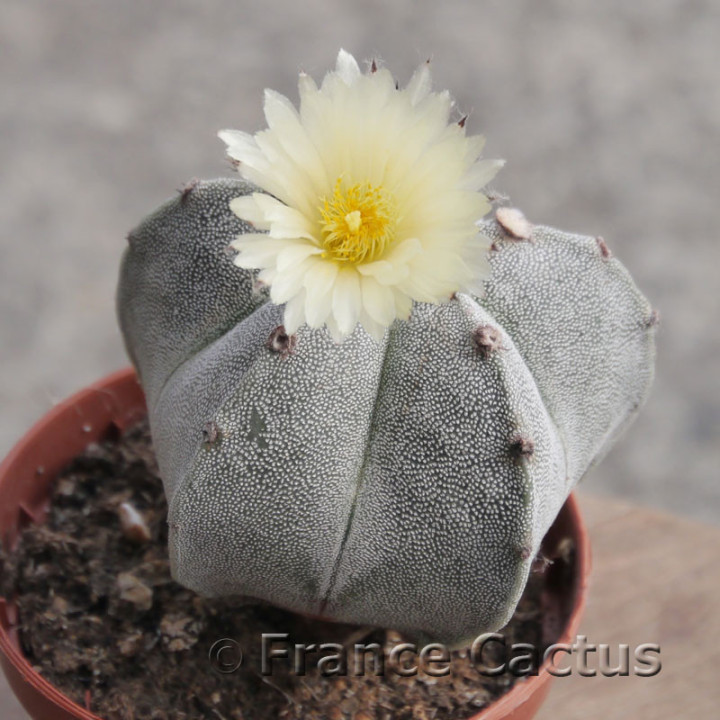 Astrophytum onzuka 7