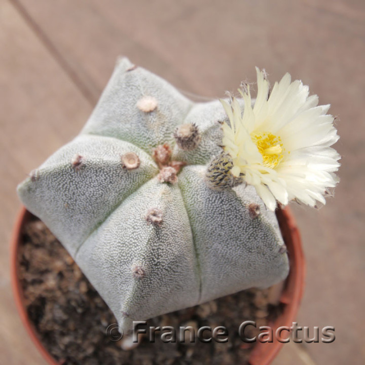 Astrophytum onzuka 8