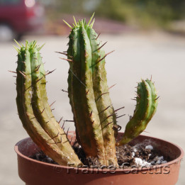 Euphorbia aggregata 7
