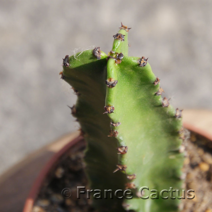 Euphorbia erythrea 8