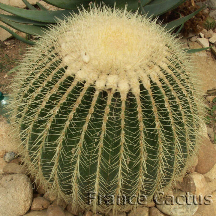 Echinocactus Grusonii 4