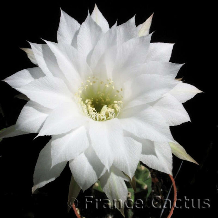 Echinopsis Subdenudata fleur 1