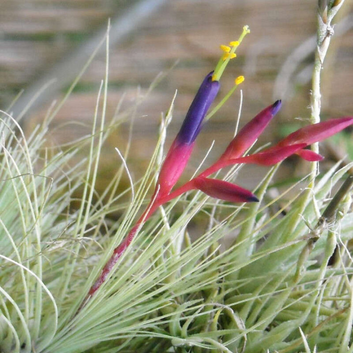 Tillandsia Argentea Fleurs